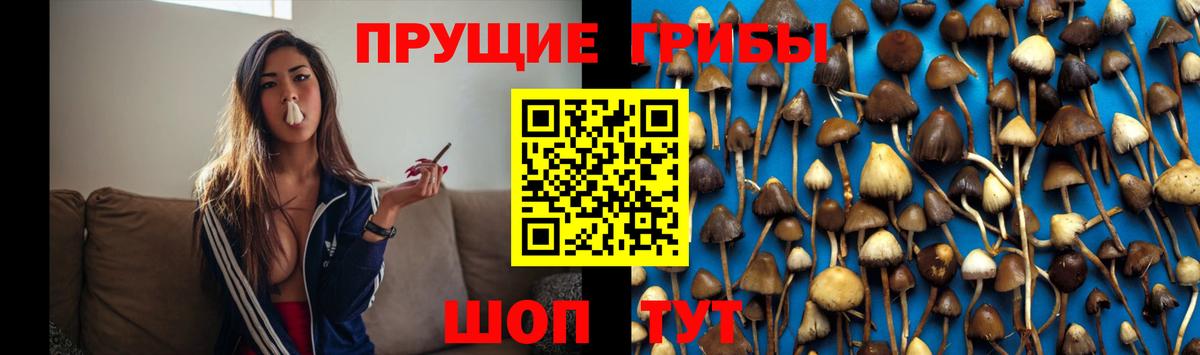 Галлюциногенные грибы Cubensis  Псилоцибиновые грибы прущие грибы  Вход с VPN  Павлово 